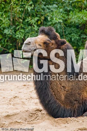 Kamel (79 von 108).jpg